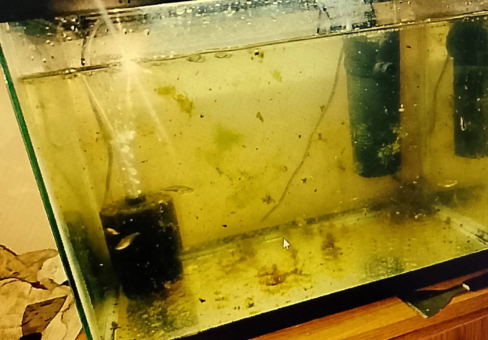 Cloudy aquarium water after cleaning