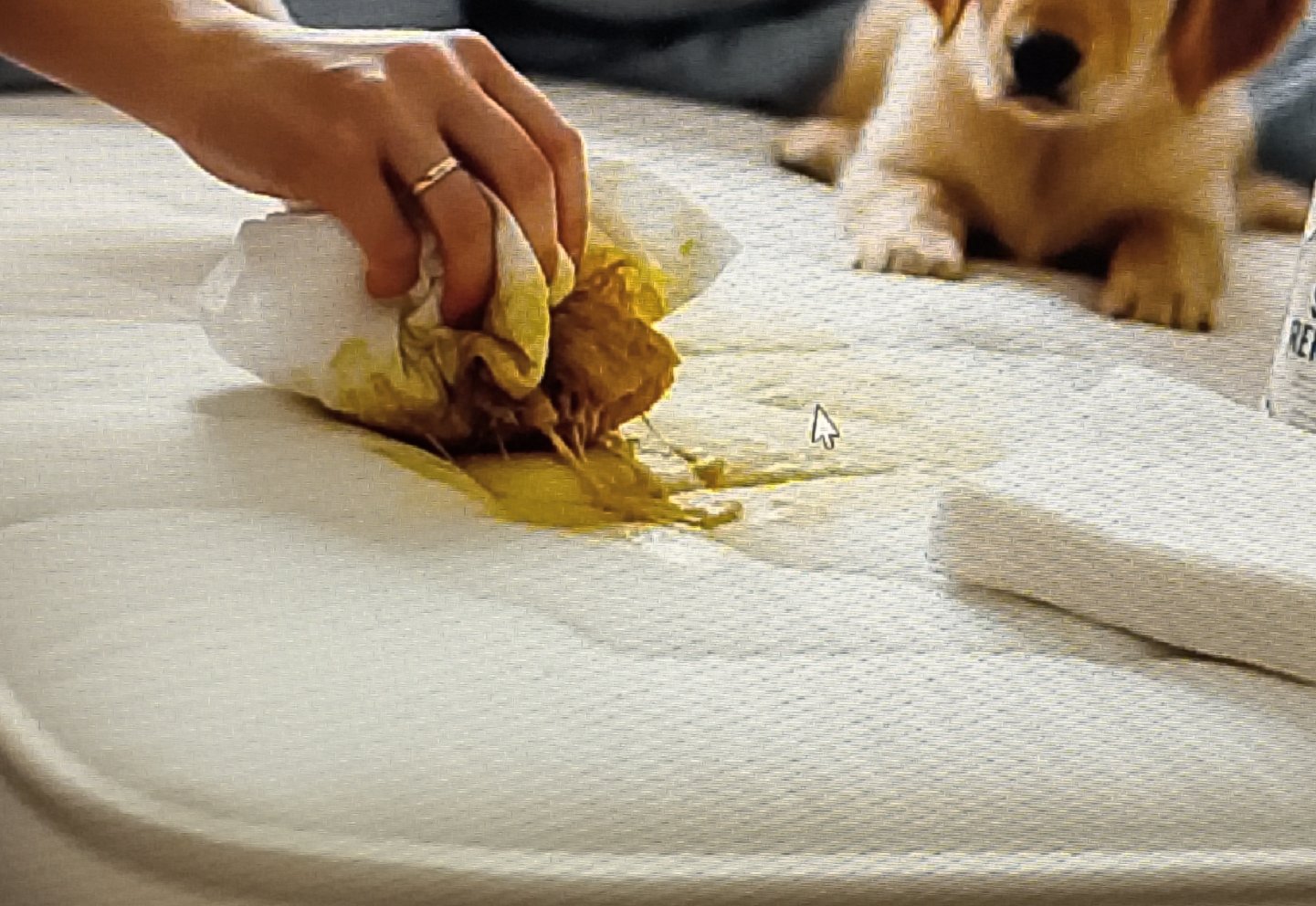 cleaning cat urin Blotting cat urine from mattress with paper towels