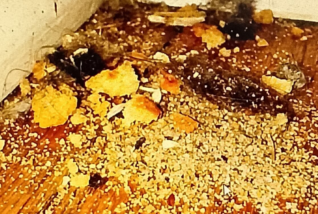 crumbs sand e1768379512283 Crumbs and dust inside a backpack before cleaning