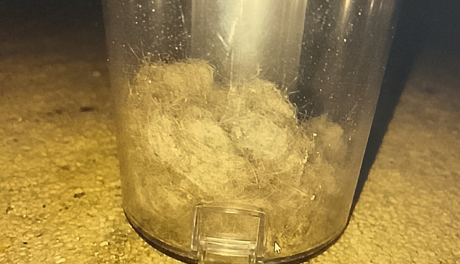 vacuum consister Vacuum canister filled with grey dust from memory foam pillow